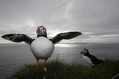 Biosphoto | 695583 | Atlantic puffins on a cliff at twilight Iceland | &copy; Cyril Ruoso / Biosphoto