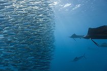 Biosphoto | 1206440 | Atlantic Sailfish hunting Sardines schoal Mexico | &copy; Reinhard Dirscherl / Biosphoto