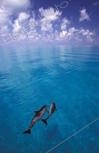 Biosphoto | 110963 | Atlantic spotted dolphin swimming Bahamas | &copy; Brandon Cole / Biosphoto