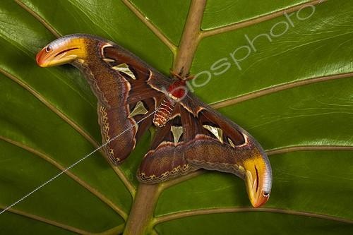 Biosphoto | 2050160 | Atlas moth (Attacus atlas), Florida, USA | &copy; Michael Turco / Biosphoto