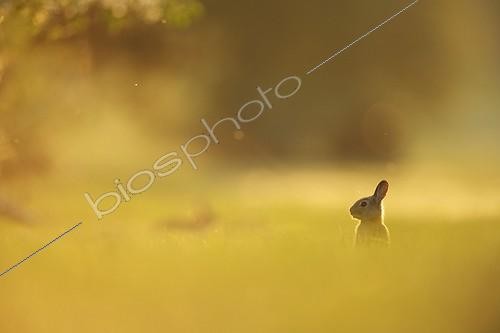 Biosphoto | 423391 | Attemptive european rabbit at burrow Aube France ; Location: Forêt de la Perte. | &copy; Rémy Courseaux / Biosphoto