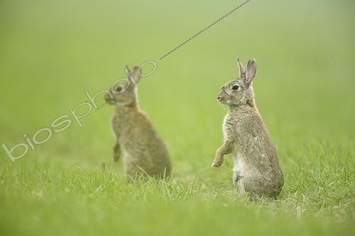 Biosphoto | 423392 | Attemptive european rabbits at burrow Aube France ; Location: Forêt de la Perte. | &copy; Rémy Courseaux / Biosphoto