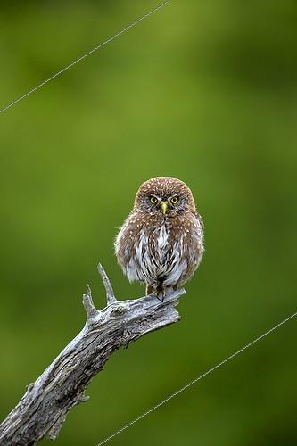Biosphoto | 1986878 | Austral Pygmy Owl on a branch - Torres del Paine Chile  | &copy; Sylvain Cordier / Biosphoto