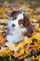 Biosphoto | 2460318 | Australian Shepherd puppy lying in autumn foliage, North Tyrol, Austria, Europe | &copy; Alessandra Sarti / imageBROKER / Biosphoto