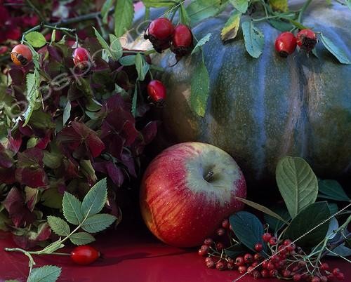 Biosphoto | 696889 | Autumn still life on a garden table | &copy; Gilles Le Scanff & Joëlle-Caroline Mayer / Biosphoto