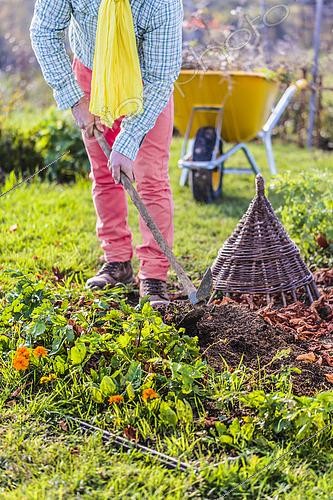 Biosphoto | 2434057 | Autumnal cleaning of the garden: man weeding the soil between two rows of vegetables in autumn. | &copy; Jean-Michel Groult / Biosphoto