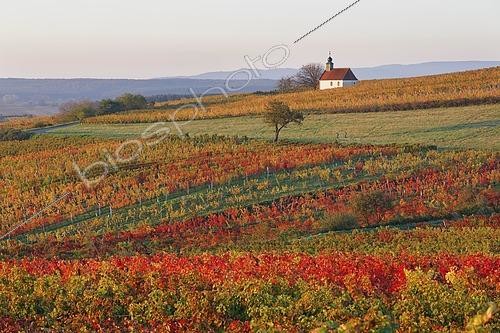 Biosphoto | 2593651 | Autumnal vineyards, wine garden chapel in Neckenmarkt, Oberpullendorf District, Burgenland, Austria, Europe | &copy; Martin Siepmann / imageBROKER / Biosphoto