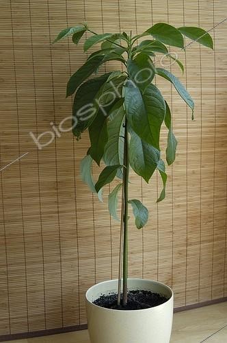Biosphoto | 8765 | Avocatier en pot  ; Provenance Martinique | &copy; Muriel Hazan / Biosphoto