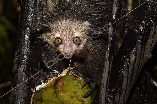 Biosphoto | 2423576 | Aye-aye (Daubentonia madagascariensis) in the forest at night, under the tropical rain, eating a coconut, Pangalanes Canal, Ampitabe Lake, Atsinanana Region, Madagascar | &copy; Jean-Yves Grospas / Biosphoto