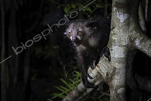 Biosphoto | 2622290 | Aye-aye (Daubentonia madagascariensis) in the lowland rainforests of eastern Madagascar | &copy; Thorsten Negro / imageBROKER / Biosphoto