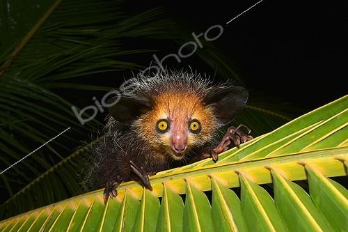 Biosphoto | 2045946 | Aye-Aye on a palm frond - West Masoala Madagascar | &copy; Thorsten Negro / imageBROKER / Biosphoto