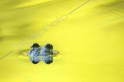 Biosphoto | 1464775 | Back shot of a green frog in a puddle at sunset France ; A tiny arthropod, a springtail, is located on the back of his left eye.  | &copy; Monique Morin / Biosphoto