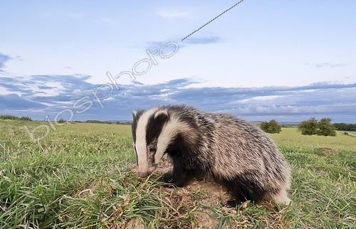 Biosphoto | 2602747 | Badger (Meles meles) on a ants mound at sunset, England | &copy; Frédéric Desmette / Biosphoto