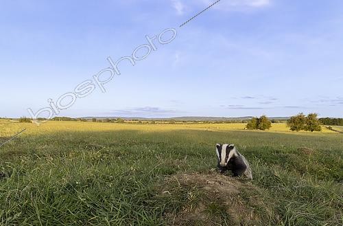 Biosphoto | 2602748 | Badger (Meles meles) standing on a ant hill in the British countryside, England | &copy; Frédéric Desmette / Biosphoto
