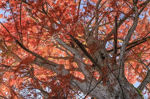 Biosphoto | 2121867 | Bald cypress (Taxodium distichum) in autumn, Arboretum of Balaine, Villeneuve-sur-Allier, Allier, France | &copy; Hervé Lenain / Biosphoto