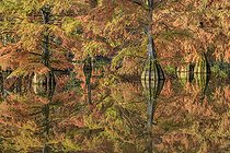 Biosphoto | 2419275 | Bald Cypress (Taxodium distichum) in autumn. Pond of Boulieu, Isère, France. The Bald Cypress, or Louisiana Cypress, is a species of trees of the family Taxodiaceae native to the southeastern United States. It is a remarkable species for its adaptation to wetlands. | &copy; Jean-Philippe Delobelle / Biosphoto