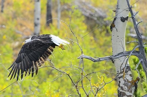 Biosphoto | 2009088 | Bald eagle flying away from a branch in Canada | &copy; Muriel Nicolotti / Biosphoto