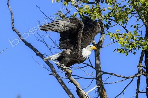 Biosphoto | 2009089 | Bald eagle flying away from a branch in Canada | &copy; Muriel Nicolotti / Biosphoto