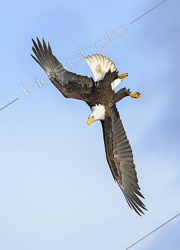 Biosphoto | 2408633 | Bald Eagle (Haliaeetus leucocephalus) flying, Alaska, USA | &copy; Alan Murphy / BIA / Biosphoto