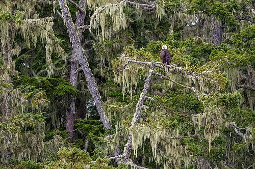 Biosphoto | 2613751 | Bald eagle (Haliaeetus leucocephalus) scanning the horizon along the coast of Vancouver Island, British Columbia, Canada. Bald eagles are very common along the coast of British Columbia, where they find abundant food in the fish-rich waters. | &copy; Evelyne Boyard / Biosphoto