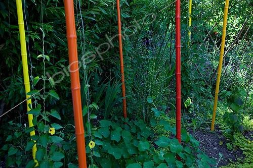 Biosphoto | 891731 | Bamboo Colorful Garden of Paradise Cordes-sur-Ciel France | &copy; Philippe Giraud / Biosphoto