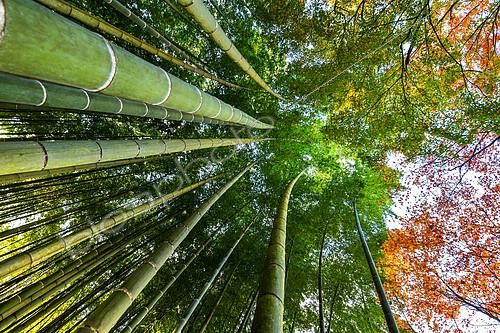 Biosphoto | 2102489 | Bamboo 's path in Kyoto, Japan | &copy; Vincent Marion / Biosphoto