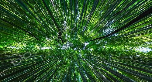 Biosphoto | 2102490 | Bamboo 's path in Kyoto, Japan | &copy; Vincent Marion / Biosphoto