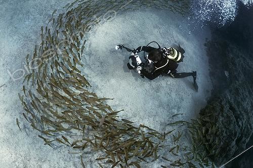 Biosphoto | 2615545 | Banc de Grondeurs métis (Pomadasys incisus) et photographe sous-marin. Plongée à El Bajonito, Costa del Silencio. Paysages sous-marins de l'île de Tenerife. Îles Canaries. | &copy; Sergio Hanquet / Biosphoto