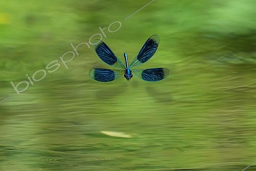 Biosphoto | 2612854 | Banded Demoiselle (Calopteryx splendens) male displaying with spread wings, Esch River, Petite Suisse Lorraine, Meurthe-et-Moselle, France. | &copy; Stéphane Vitzthum / Biosphoto