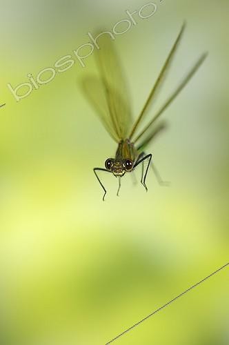 Biosphoto | 919451 | Banded Demoiselle flying at spring France | &copy; Ghislain Simard / Biosphoto