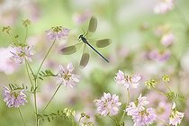 Biosphoto | 1123597 | Banded demoiselle flying in flowers France | &copy; Ghislain Simard / Biosphoto