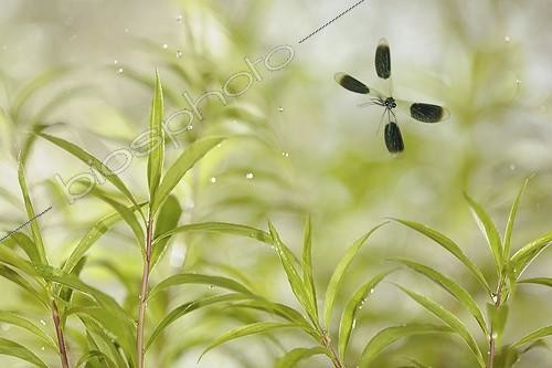 Biosphoto | 1123603 | Banded demoiselle flying under the rain France | &copy; Ghislain Simard / Biosphoto