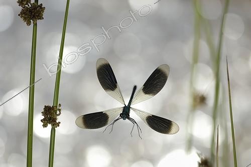 Biosphoto | 920539 | Banded Demoiselle in flight in backlighting France | &copy; Ghislain Simard / Biosphoto