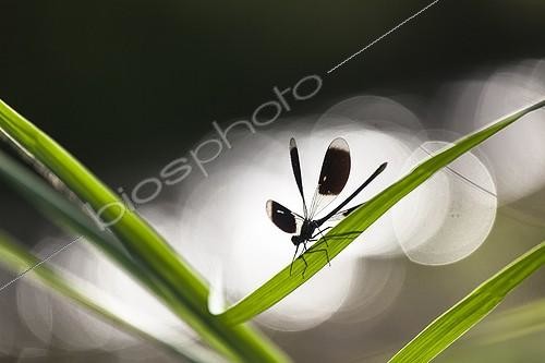Biosphoto | 1807106 | Banded demoiselle in Reeds in summer Vaucluse France | &copy; David Tatin / Biosphoto
