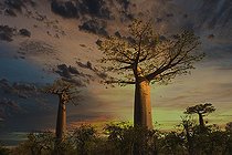 Biosphoto | 2459600 | Baobab (Adansonia grandidieri) at sunset, Morondava, Madagascar, Africa | &copy; Thorsten Negro / imageBROKER / Biosphoto