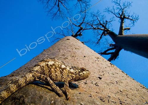 Biosphoto | 2519196 | Baobab (Adansonia grandidieri) with chameleon on background blue sky. Morondava. Madagascar. | &copy; Andrey Gudkov / Biosphoto