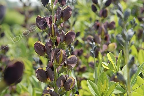 Biosphoto | 2521715 | Baptisia Chocolate Chip | &copy; Visions Pictures / Biosphoto
