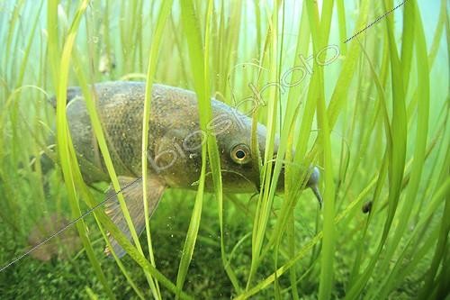 Biosphoto | 1870756 | Barbeau among eelgrass in an oxbow of the Ain river France | &copy; Rémi Masson / Biosphoto