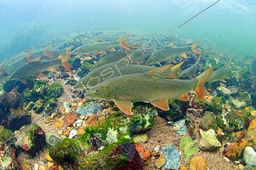 Biosphoto | 2628038 | Barbeaux communs (Barbus barbus) à contre courant dans la rivière le Cher sur un fond de roche et de sable, Loir-et-Cher, France | &copy; Bruno Guénard / Biosphoto