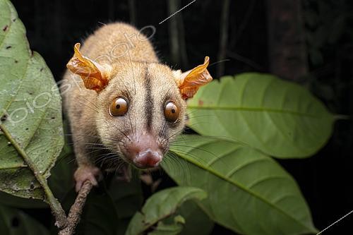 Biosphoto | 2564660 | Bare-tailed woolly opossum (Caluromys philander), Saul, French Guiana | &copy; Vincent Premel / Biosphoto