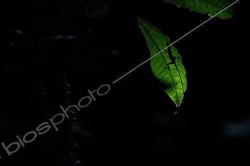 Biosphoto | 2017133 | Bark Anole on leaf - Nouragues French Guiana  | &copy; Quentin Martinez / Biosphoto