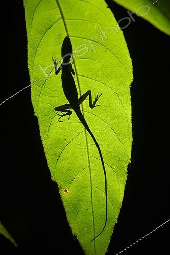 Biosphoto | 2017134 | Bark Anole on leaf - Nouragues French Guiana  | &copy; Quentin Martinez / Biosphoto