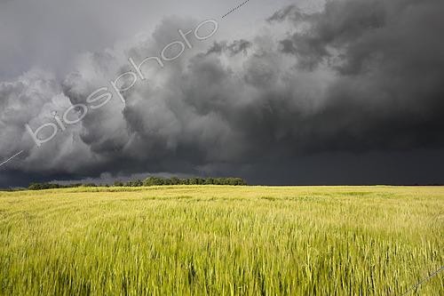 Biosphoto | 2578846 | Barley plot hit by violent storm, risk of losses | &copy; Claudius Thiriet / Biosphoto