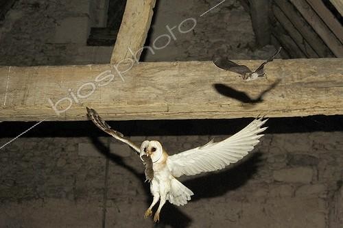 Biosphoto | 929645 | Barn Owl and its Common vole prey with a Bat France | &copy; Fabrice Simon / Biosphoto