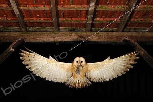 Biosphoto | 1543592 | Barn Owl in flight with prey Normandy France | &copy; Fabrice Simon / Biosphoto