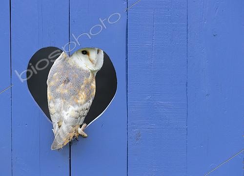Biosphoto | 2166436 | Barn owl (Tyto alba) [erched inside a blue door, England | &copy; Frédéric Desmette / Biosphoto