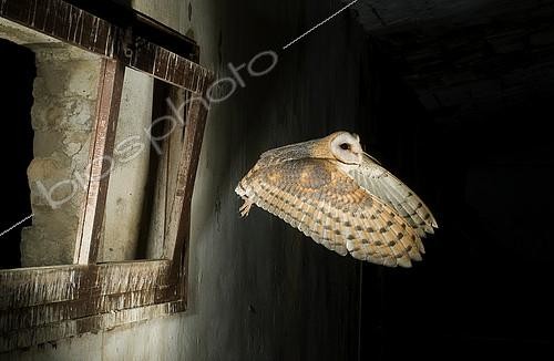 Biosphoto | 2148348 | Barn Owl (Tyto alba) flying into a barn. Huesca, Spain | &copy; Jorge Ruiz del Olmo / Biosphoto