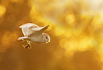 Biosphoto | 2628459 | Barn owl (Tyto alba) in flight at sunset, England | &copy; Frédéric Desmette / Biosphoto