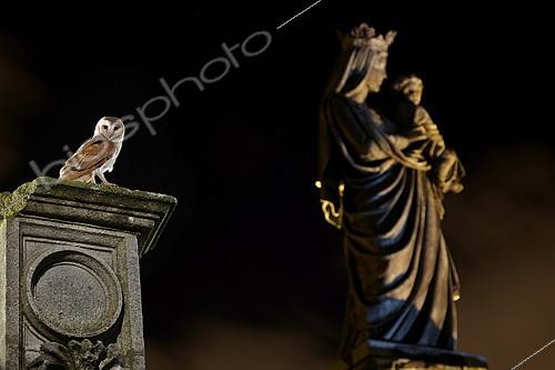 Biosphoto | 2091063 | Barn Owl (Tyto alba) on a column and statue at night, France | &copy; Frank Deschandol & Philippe Sabine / Biosphoto