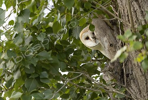 Biosphoto | 2625122 | Barn owl (Tyto alba) young perched in a tree, England | &copy; Frédéric Desmette / Biosphoto